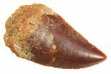 Serrated Raptor Tooth - Real Dinosaur Tooth #297728-1